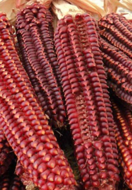 Mais Rostrato Rosso di Rovetta